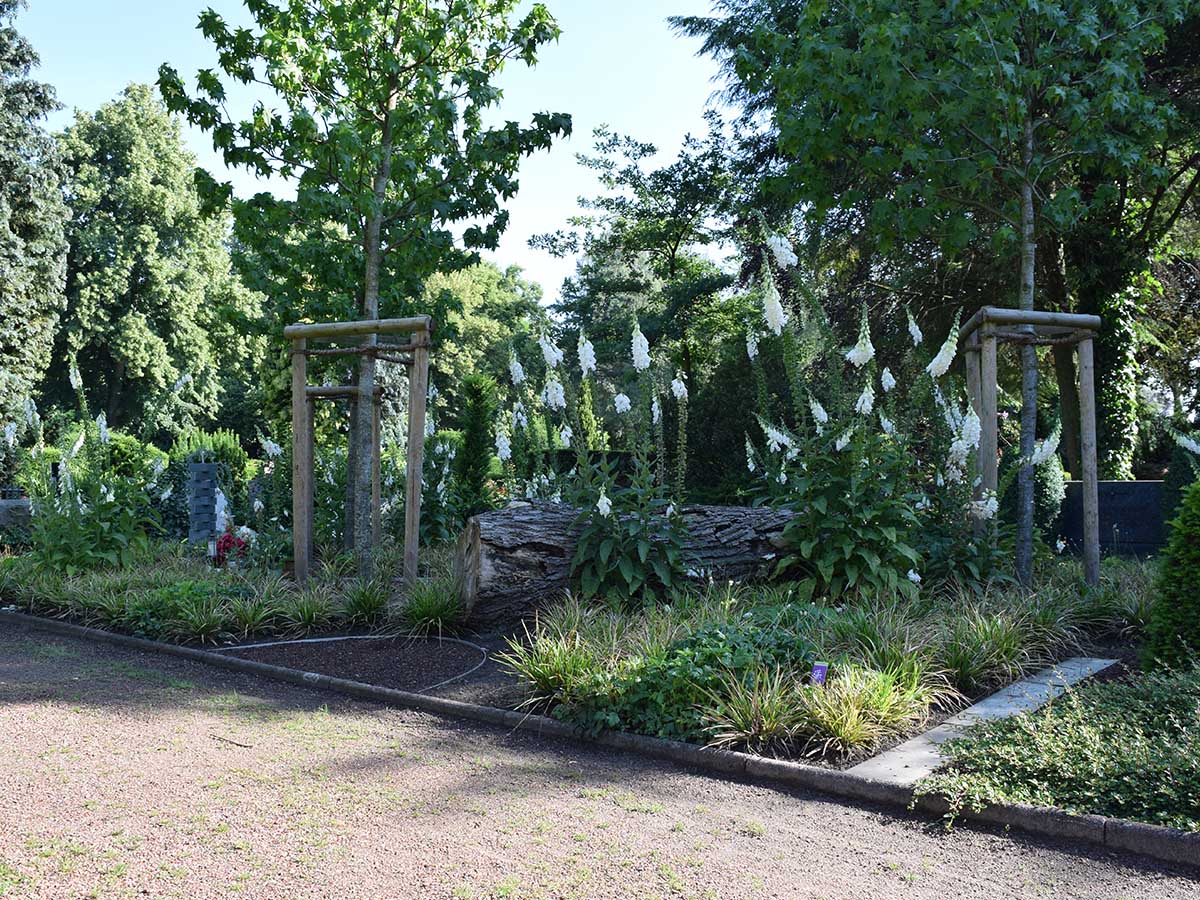 Baumfeld Baumbestattungen für Urnen Friedhof Wiedenbrück